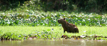 Capibara